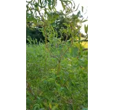 Salix x erythroflexuosa / Saule tortueux jaune