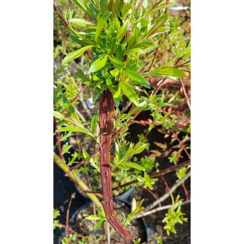 Salix udensis 'Sekka' / Saule Ã  bois plat de Sakhaline