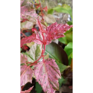 Acer x conspicuum 'Red Flamingo' / Ã‰rable Ã  peau de serpent