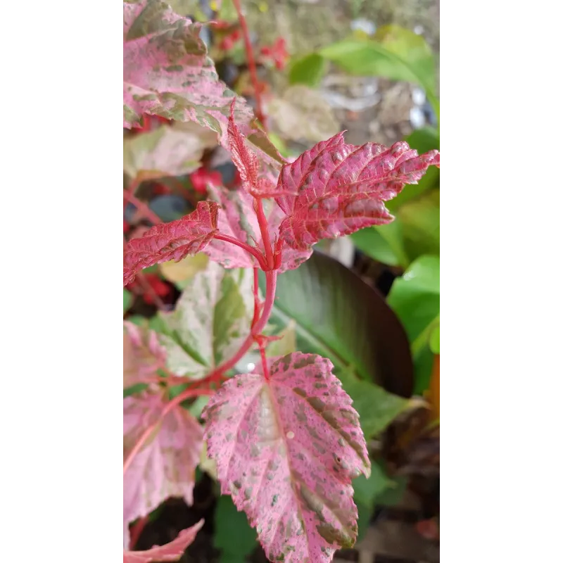 Acer x conspicuum 'Red Flamingo' / Ã‰rable Ã  peau de serpent