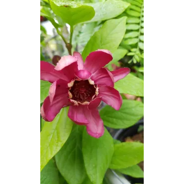 Sinocalycanthus x raulstonii 'Hartlage wine' / Arbre aux anÃ©mones rouge