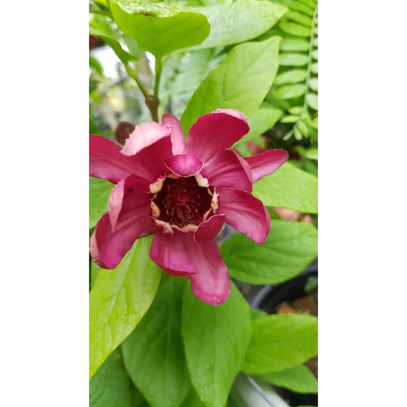 Sinocalycanthus x raulstonii 'Hartlage wine' / Arbre aux anÃ©mones rouge