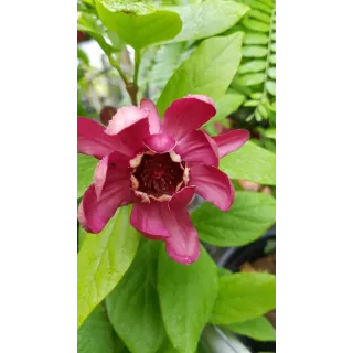 Sinocalycanthus x raulstonii 'Hartlage wine' / Arbre aux anÃ©mones rouge