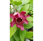 Sinocalycanthus x raulstonii 'Hartlage wine' / Arbre aux anÃ©mones rouge