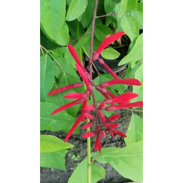 Erythrina x 'Amelie Jeckert'