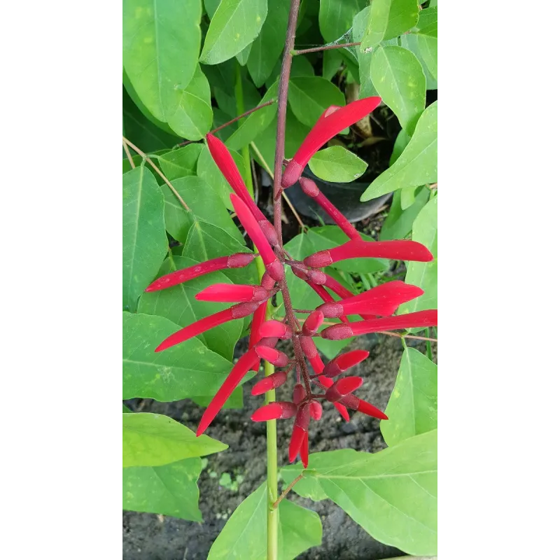 Erythrina x 'Amelie Jeckert'