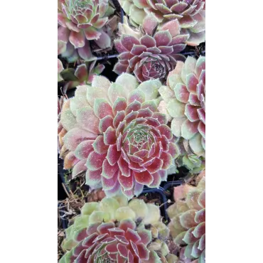 Sempervivum Chick CharmsÂ® Berry Bomb / Joubarbe Berry Bomb