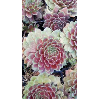 Sempervivum Chick CharmsÂ® Berry Bomb / Joubarbe Berry Bomb