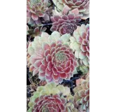 Sempervivum Chick CharmsÂ® Berry Bomb / Joubarbe Berry Bomb