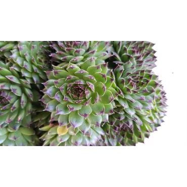 Sempervivum chick charms Â® 'Appletini' / Joubarbe Ã  rosette vert pointes noires