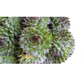 Sempervivum chick charms Â® 'Appletini' / Joubarbe Ã  rosette vert pointes noires