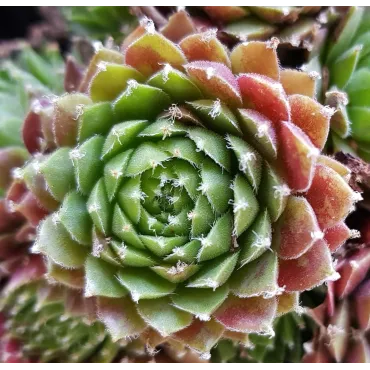 Sempervivum chick charms Â® 'Cinnamon starburst' / Joubarbe Ã  rosette vert orangÃ©