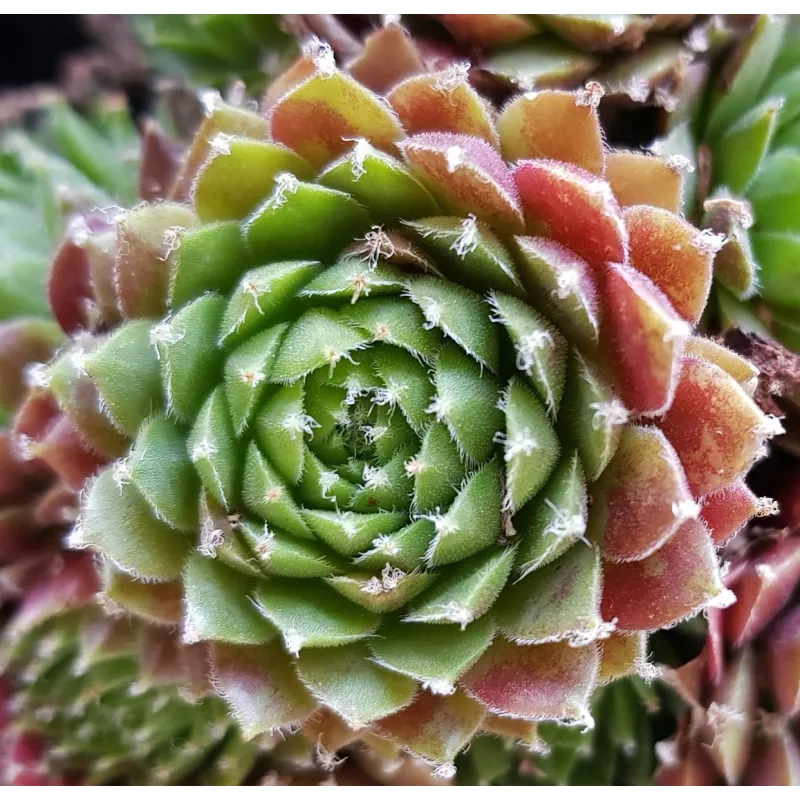 Sempervivum chick charms Â® 'Cinnamon starburst' / Joubarbe Ã  rosette vert orangÃ©