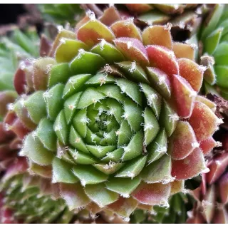 Sempervivum chick charms Â® 'Cinnamon starburst' / Joubarbe Ã  rosette vert orangÃ©