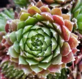 Sempervivum chick charms Â® 'Cinnamon starburst' / Joubarbe Ã  rosette vert orangÃ©