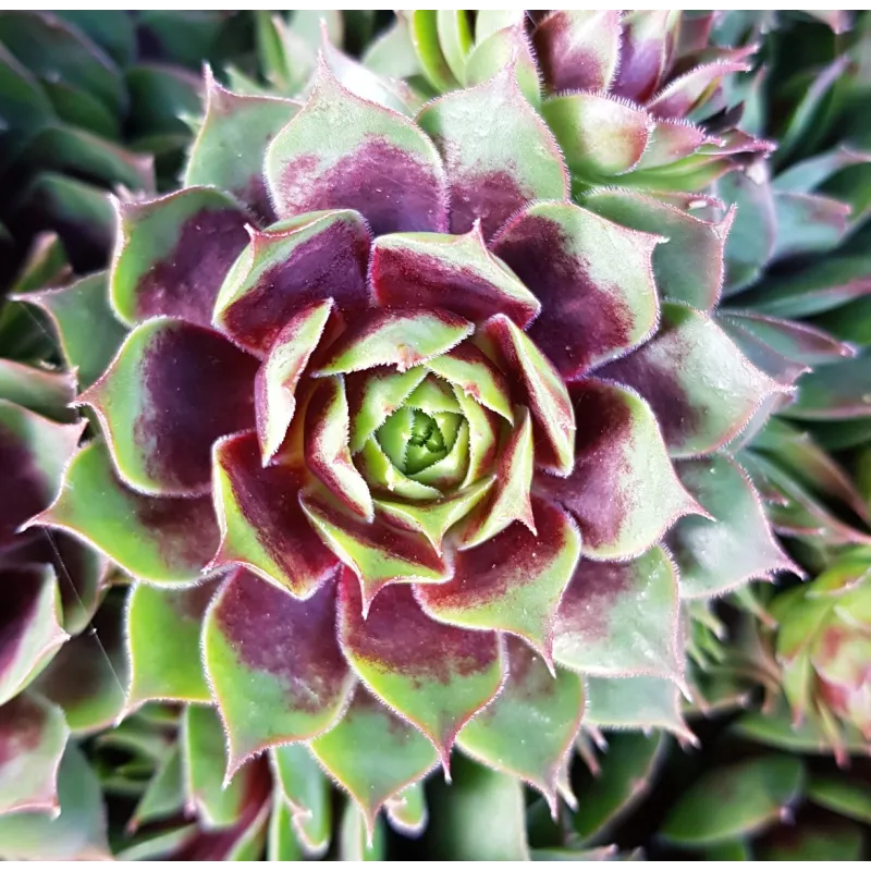 Sempervivum chick charms Â® 'Cranberry cocktail' / Joubarbe Ã  rosette bordeaux