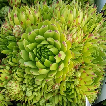 Sempervivum chick charms Â® 'Key Lime Kiss' / Joubarbe Ã  rosette vert fluo