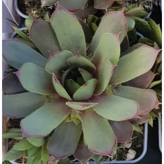 Sempervivum chick charms Â® 'Plum parfait' / Joubarbe Ã  rosette couleur prune