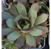 Sempervivum chick charms Â® 'Plum parfait' / Joubarbe Ã  rosette couleur prune