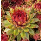 Sempervivum Chick CharmsÂ® Pineapple Paradise / Joubarbe Pineapple Paradise