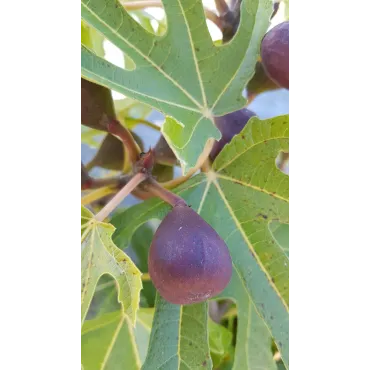 Ficus carica FIGALITYÂ® 'Little Miss Figgy' / Figuier nain Ã  fruit noir