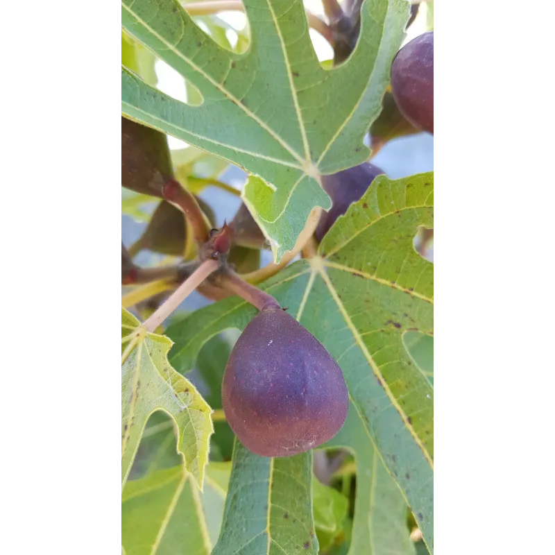 Ficus carica FIGALITYÂ® 'Little Miss Figgy' / Figuier nain Ã  fruit noir