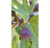 Ficus carica FIGALITYÂ® 'Little Miss Figgy' / Figuier nain Ã  fruit noir