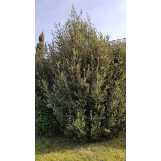 Quercus Ilex (semis) / ChÃªne vert