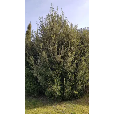 Quercus Ilex (semis) / ChÃªne vert