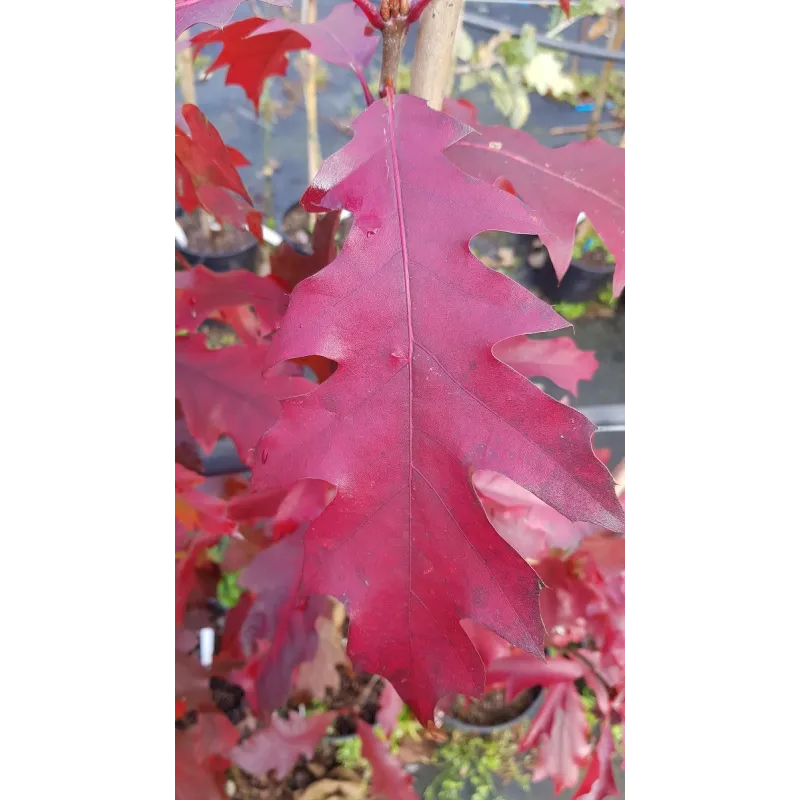 Quercus rubra / ChÃªne rouge d'AmÃ©rique