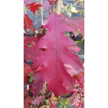 Quercus rubra / ChÃªne rouge d'AmÃ©rique