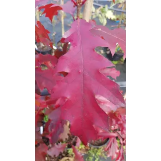 Quercus rubra / ChÃªne rouge d'AmÃ©rique