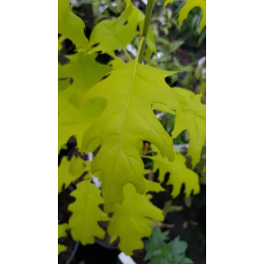 Quercus rubra 'Boltes gold' / ChÃªne rouge d'AmÃ©rique Ã  feuilles jaunes