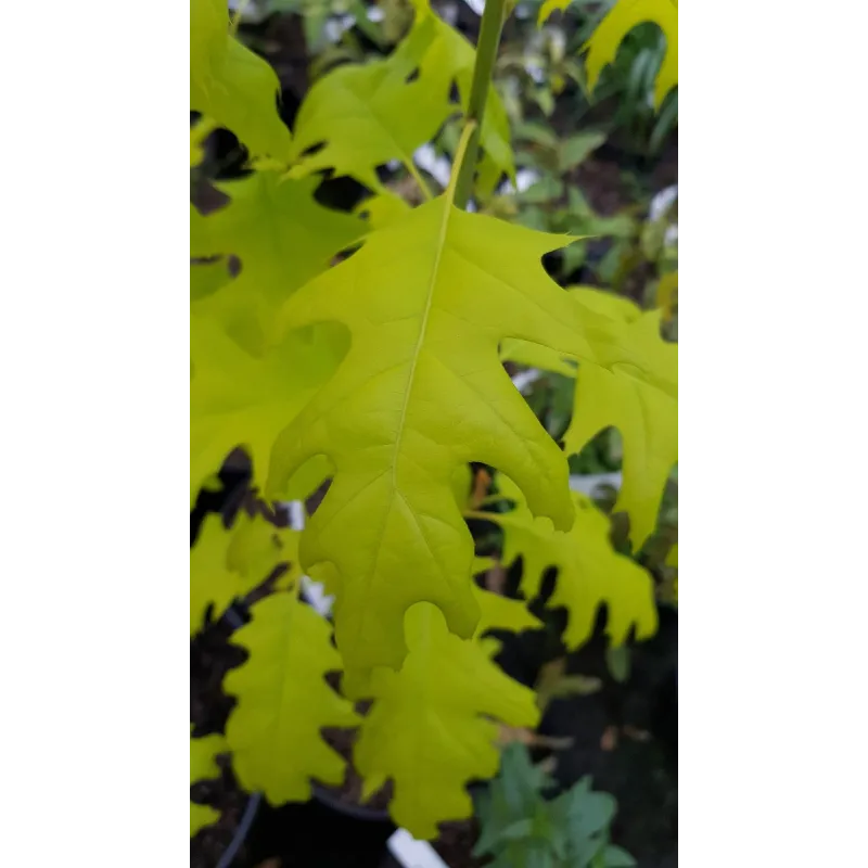 Quercus rubra 'Boltes gold' / ChÃªne rouge d'AmÃ©rique Ã  feuilles jaunes