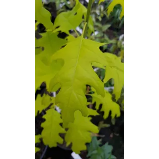 Quercus rubra 'Boltes gold' / ChÃªne rouge d'AmÃ©rique Ã  feuilles jaunes