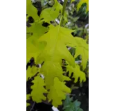 Quercus rubra 'Boltes gold' / ChÃªne rouge d'AmÃ©rique Ã  feuilles jaunes