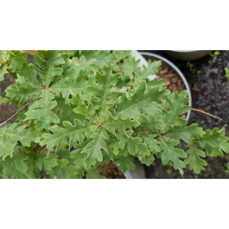 Quercus toza / ChÃªne tauzin