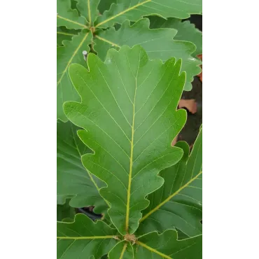 Quercus dentata / ChÃªne dentÃ©