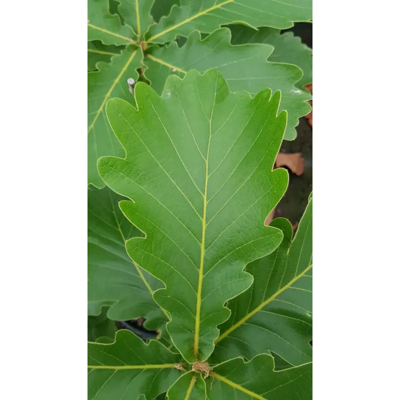 Quercus dentata / ChÃªne dentÃ©