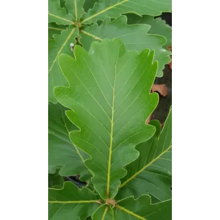 Quercus dentata / ChÃªne dentÃ©