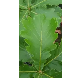 Quercus dentata / ChÃªne dentÃ©