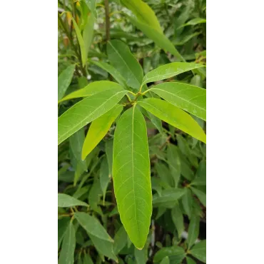 Quercus myrsinifolia / ChÃªne Ã  feuilles de myrsine