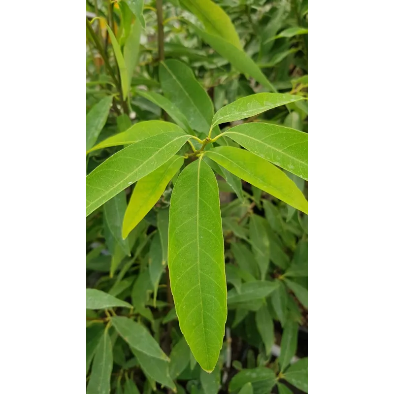 Quercus myrsinifolia / ChÃªne Ã  feuilles de myrsine