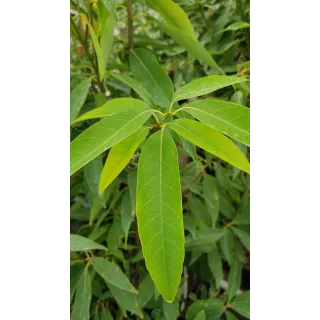 Quercus myrsinifolia / ChÃªne Ã  feuilles de myrsine