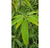 Quercus myrsinifolia / ChÃªne Ã  feuilles de myrsine