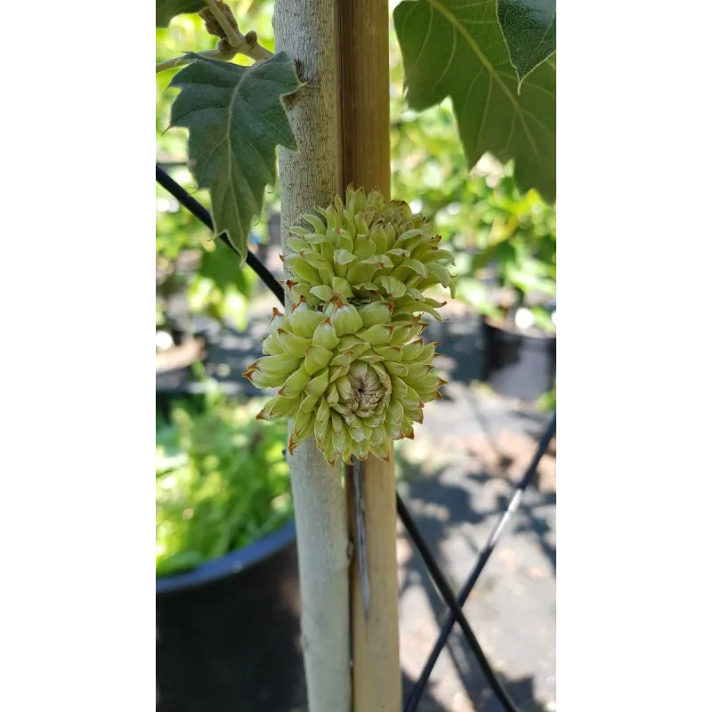 Quercus macrolepis / ChÃªne VÃ©lani