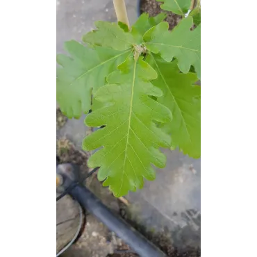 Quercus 'Macon' / ChÃªne hybride