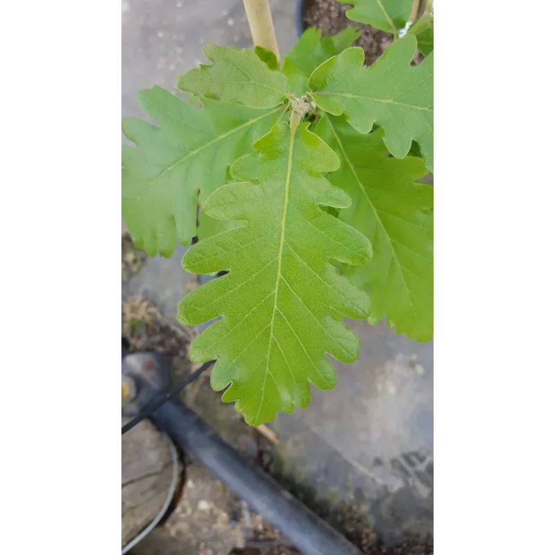 Quercus 'Macon' / ChÃªne hybride