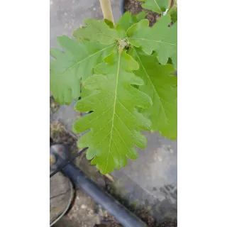 Quercus 'Macon' / ChÃªne hybride