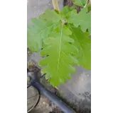 Quercus 'Macon' / ChÃªne hybride